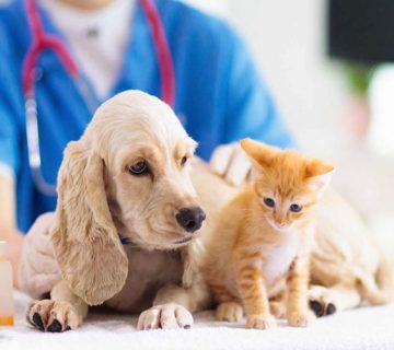 مشاوره کنکور کارشناسی ارشد دامپزشکی