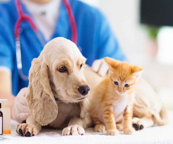 مشاوره کنکور کارشناسی ارشد دامپزشکی